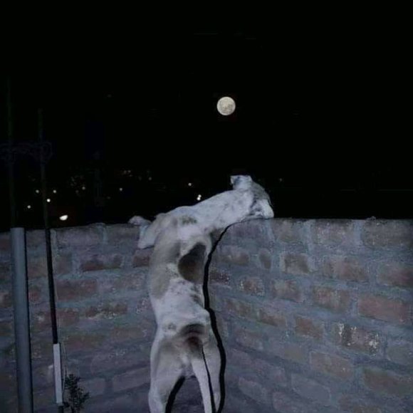 Meet your Posher, The Divine Ms M - Picture 2 of 4